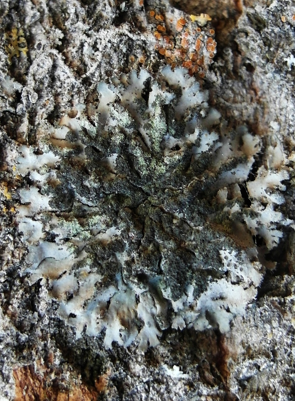 Image of Phaeophyscia orbicularis specimen.