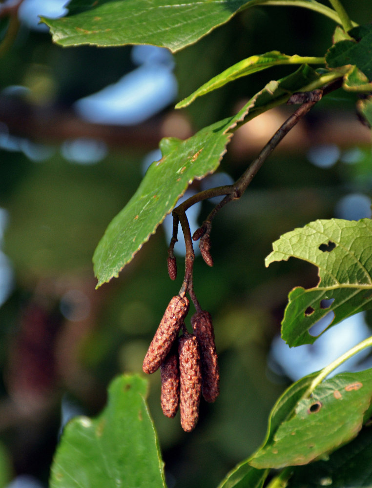 Изображение особи Alnus glutinosa.