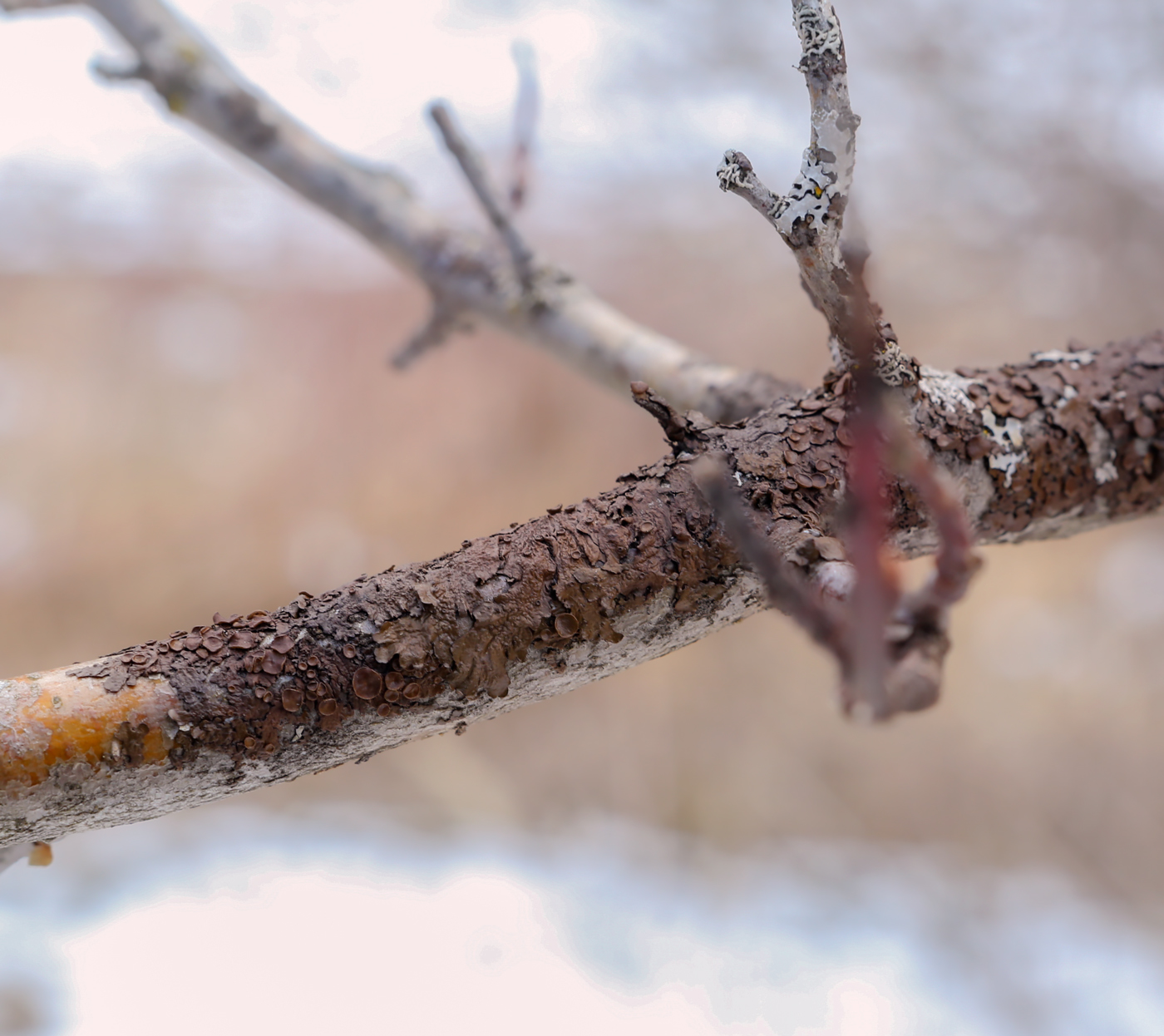 Изображение особи Melanohalea olivacea.