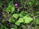 Primula cortusoides