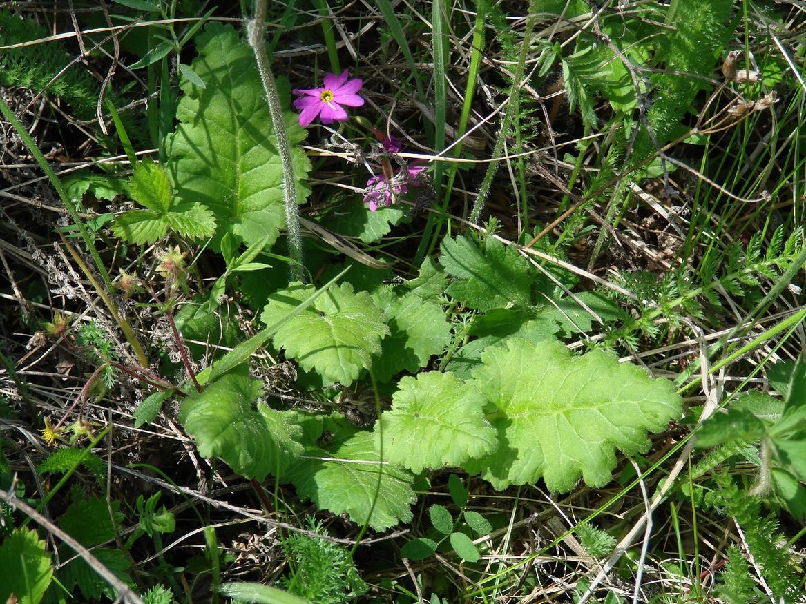 Изображение особи Primula cortusoides.