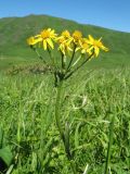 Tephroseris integrifolia. Верхушка цветущего растения. Казахстан, Западный Алтай, горы Таловка (Собачьи Горы) у пер. Седло в окр. с. Солдатово, ≈ 1500 м н.у.м., лугово-кустарниковое сообщество. 28 июня 2019 г.