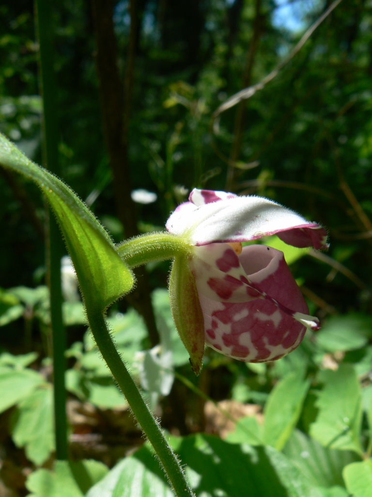 Image of Cypripedium guttatum specimen.