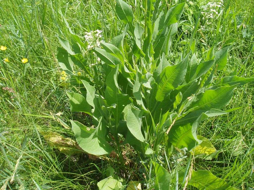 Изображение особи Chartolepis intermedia.