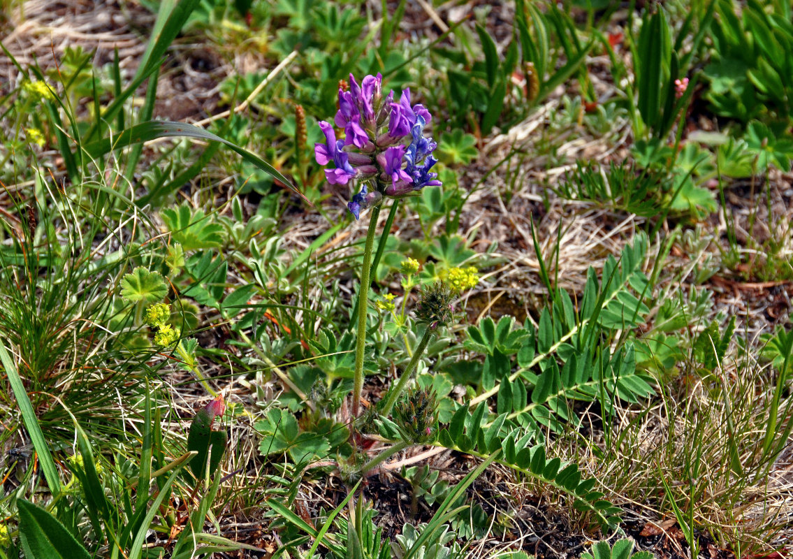 Изображение особи Oxytropis strobilacea.