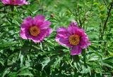 Paeonia anomala