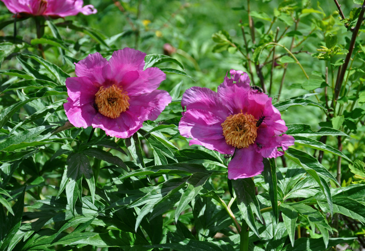 Image of Paeonia anomala specimen.