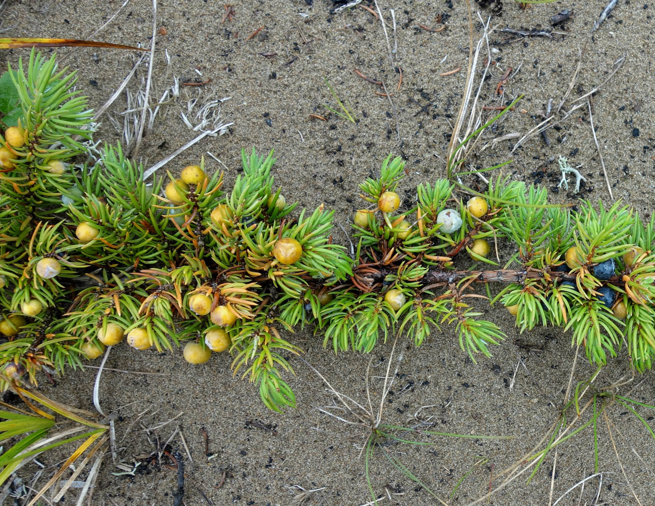 Image of Juniperus sibirica specimen.