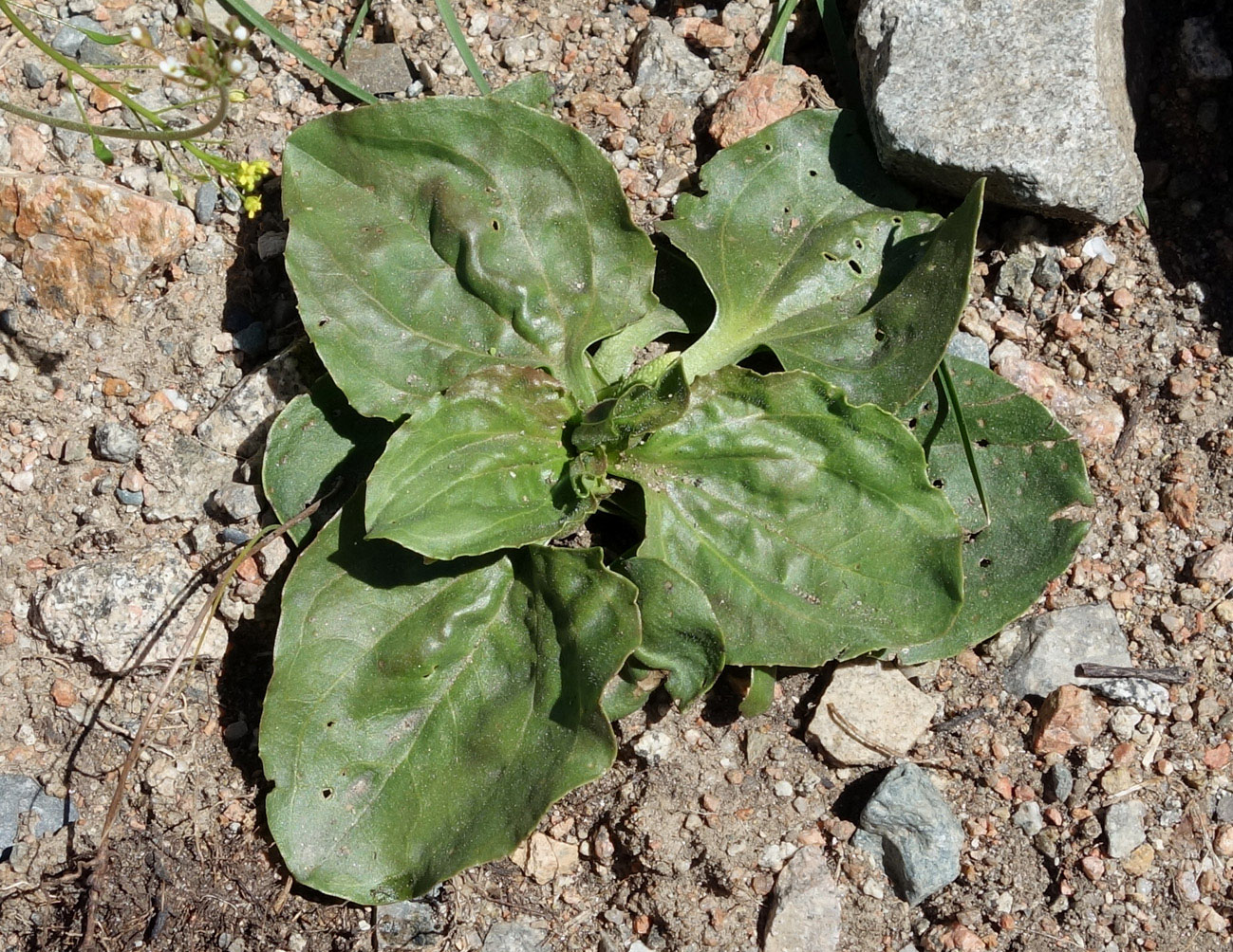 Изображение особи Plantago major.