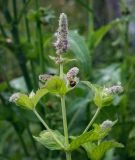 Mentha longifolia