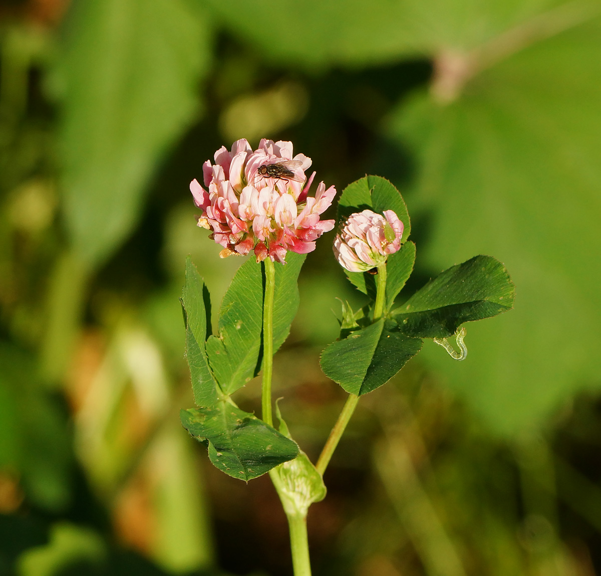 Изображение особи Trifolium hybridum.