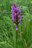 Dactylorhiza fuchsii. Верхушка побега с соцветием. Пермский край, подножие Вогульского камня, долина р. Жигалан, смешанный лес, берег ручья вдоль дороги. 30.06.2010.