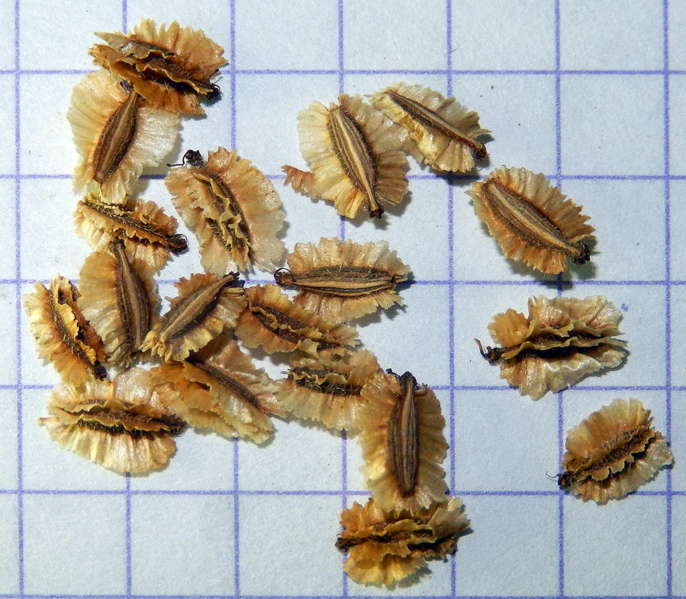 Image of Laserpitium hispidum specimen.
