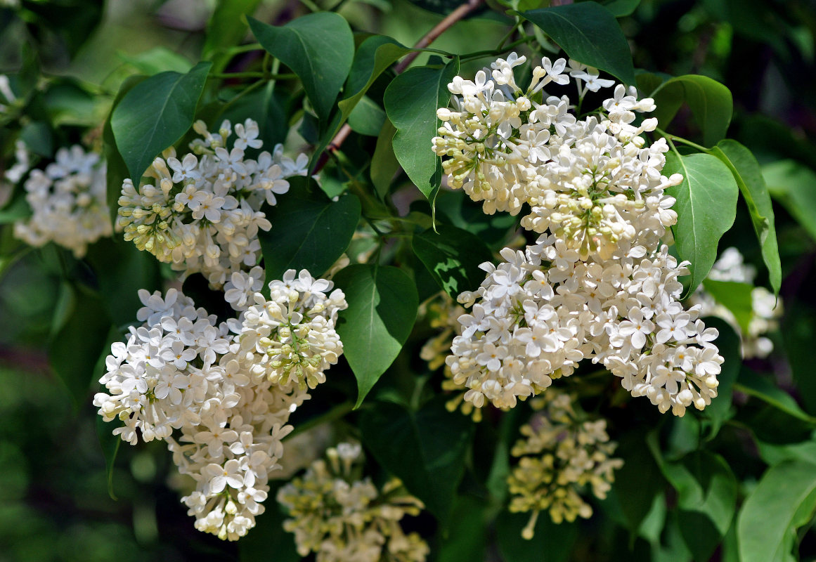 Image of Syringa vulgaris specimen.