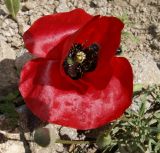 Papaver macrostomum