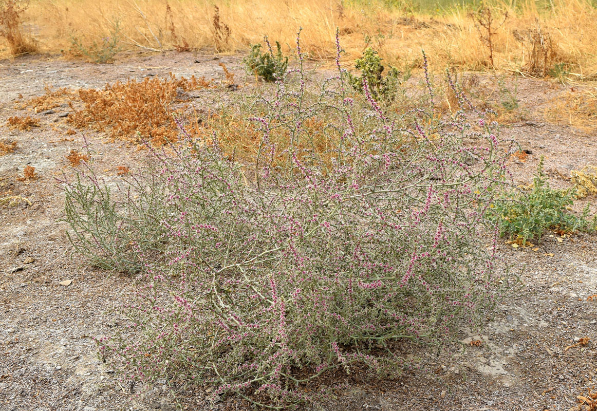 Изображение особи Salsola tragus.