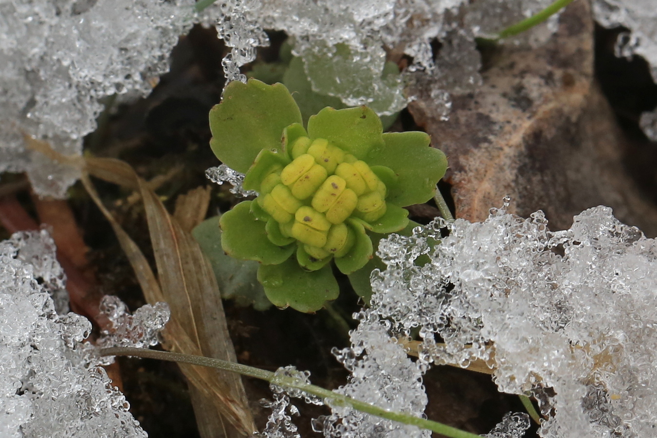 Image of Chrysosplenium pilosum specimen.