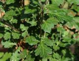 Chrysanthemum indicum