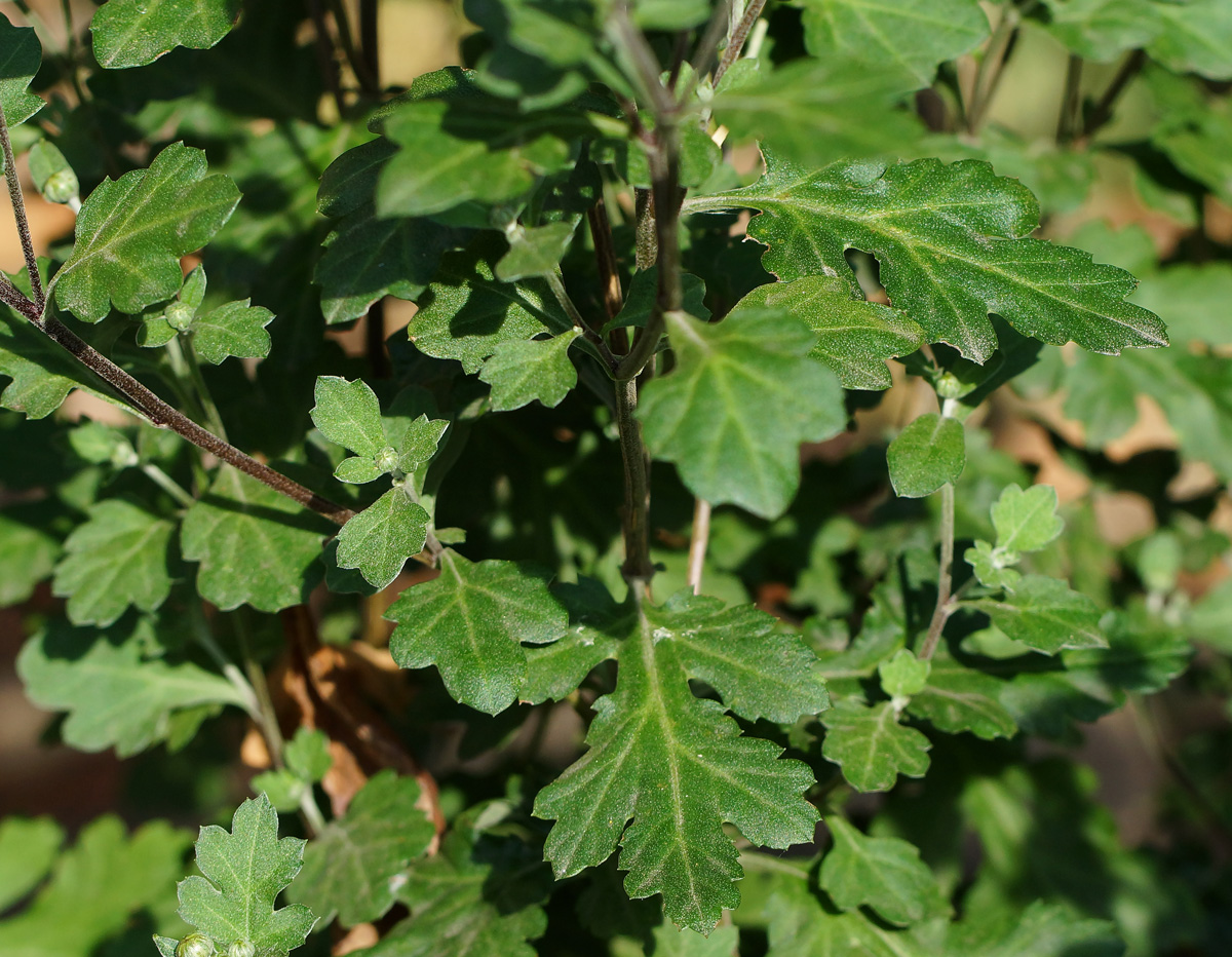 Image of Chrysanthemum indicum specimen.