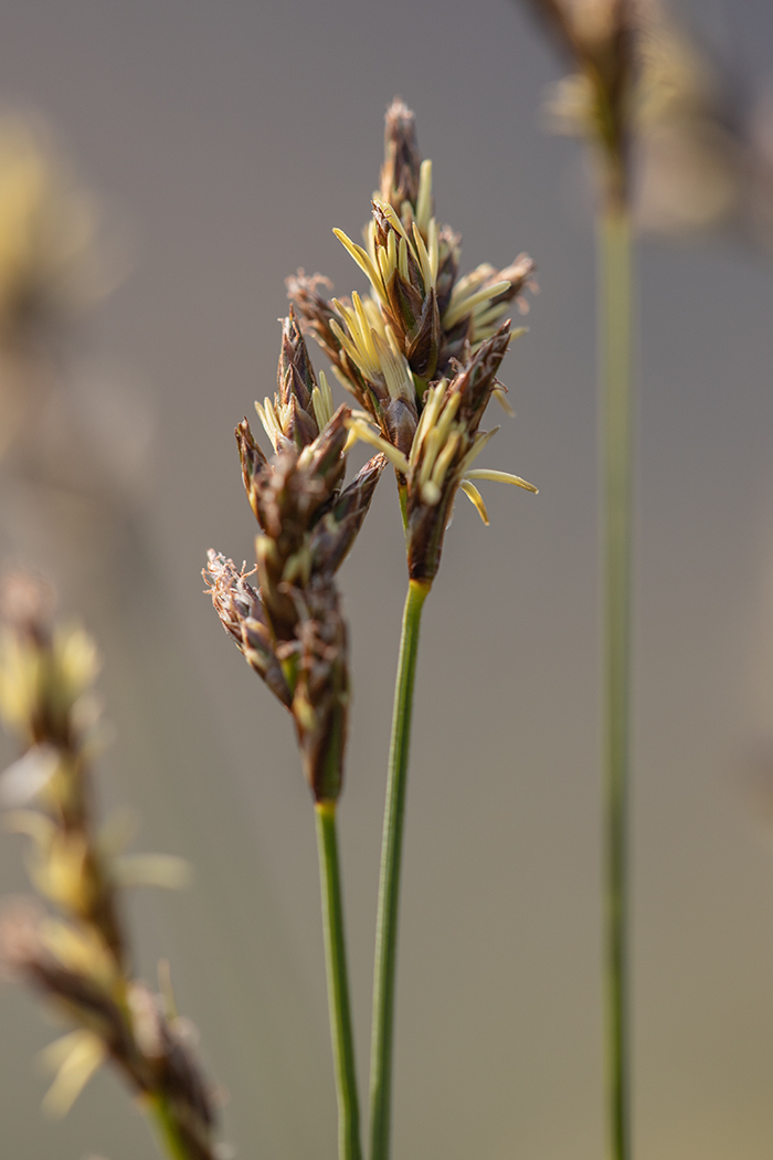 Image of Carex praecox specimen.