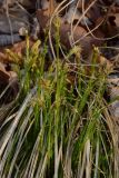 Carex arnellii