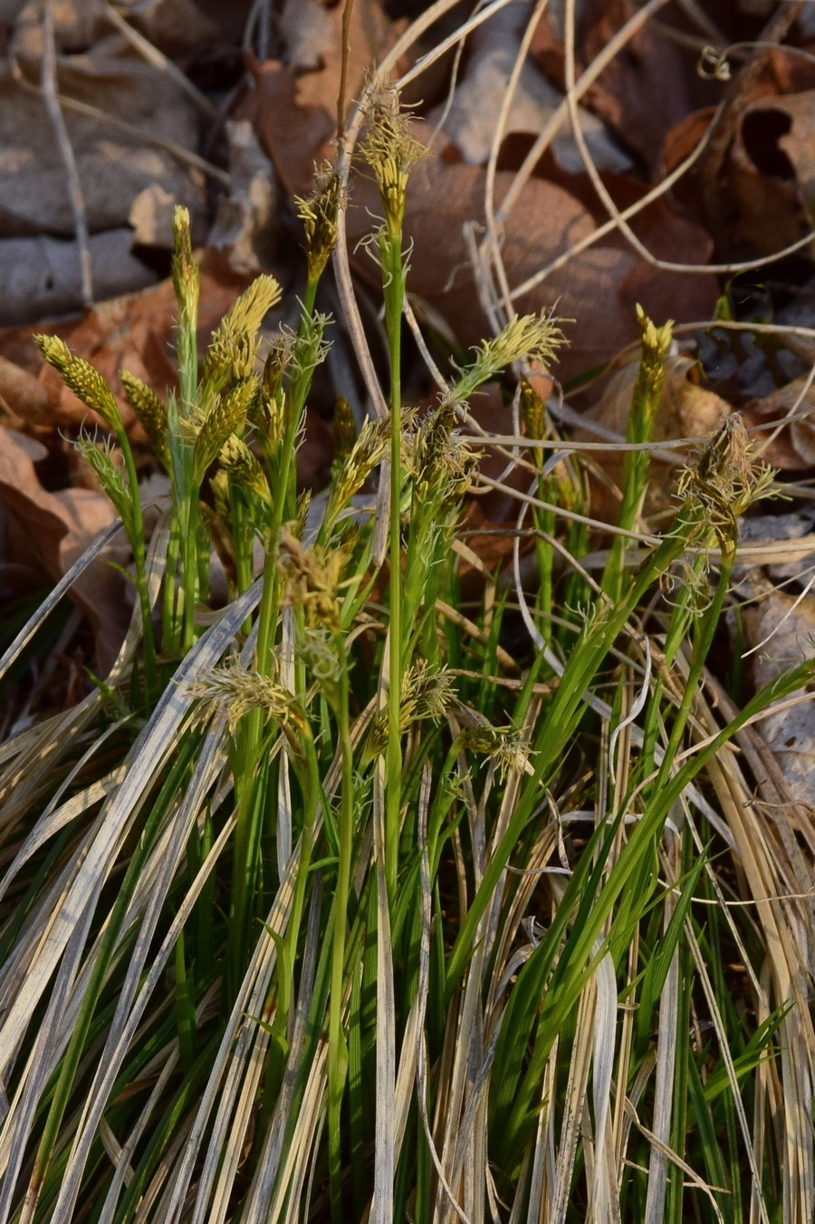 Изображение особи Carex arnellii.