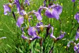 Iris setosa