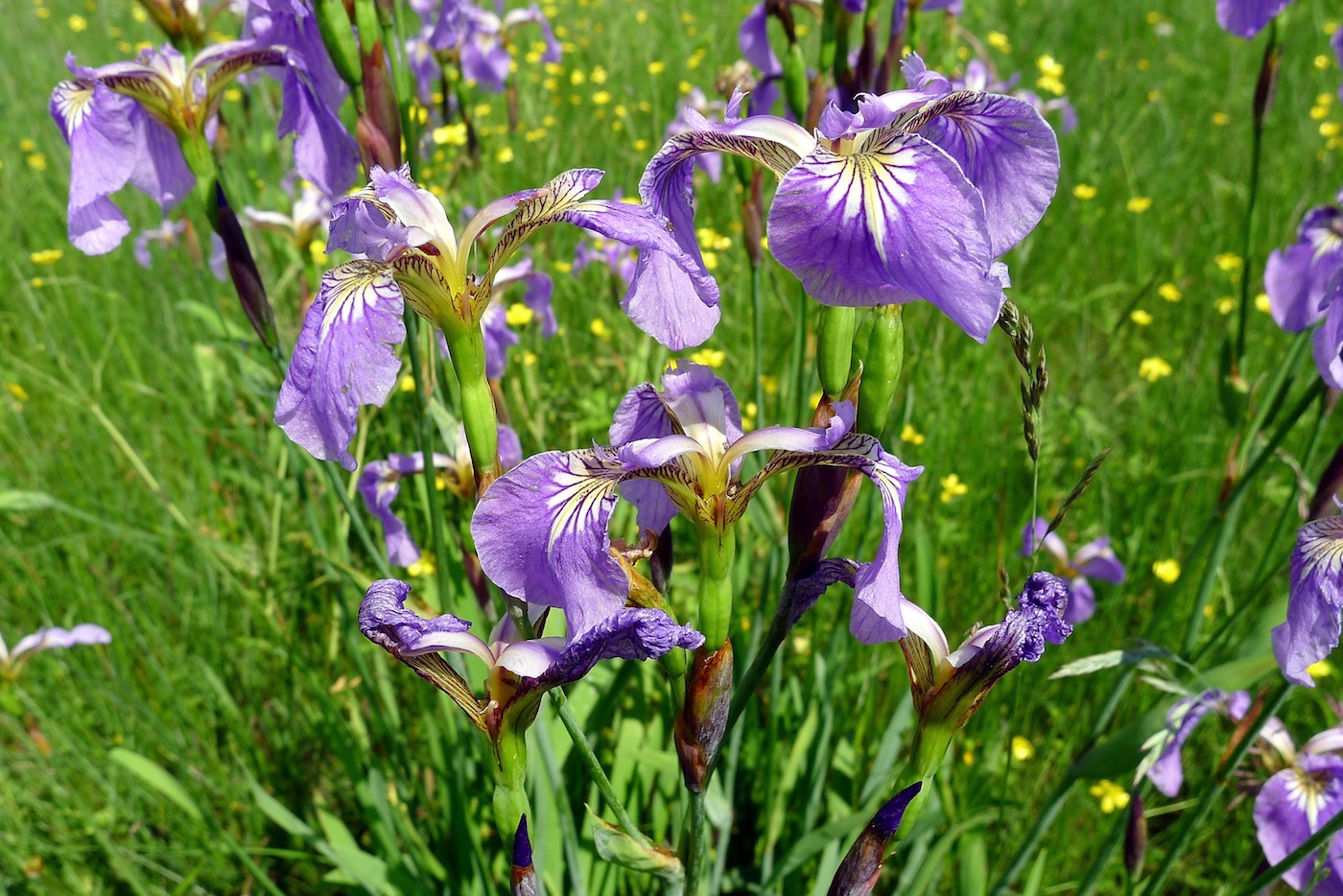 Image of Iris setosa specimen.