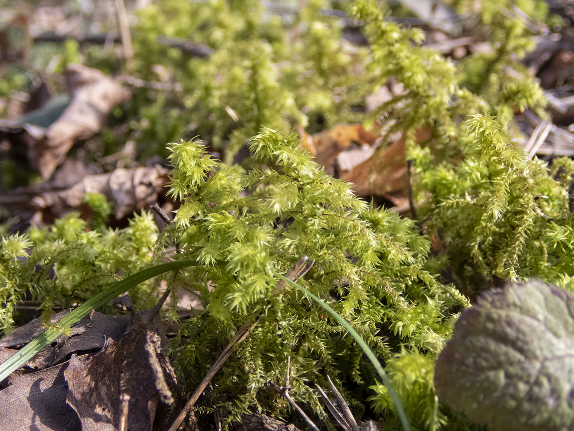 Изображение особи Rhytidiadelphus triquetrus.