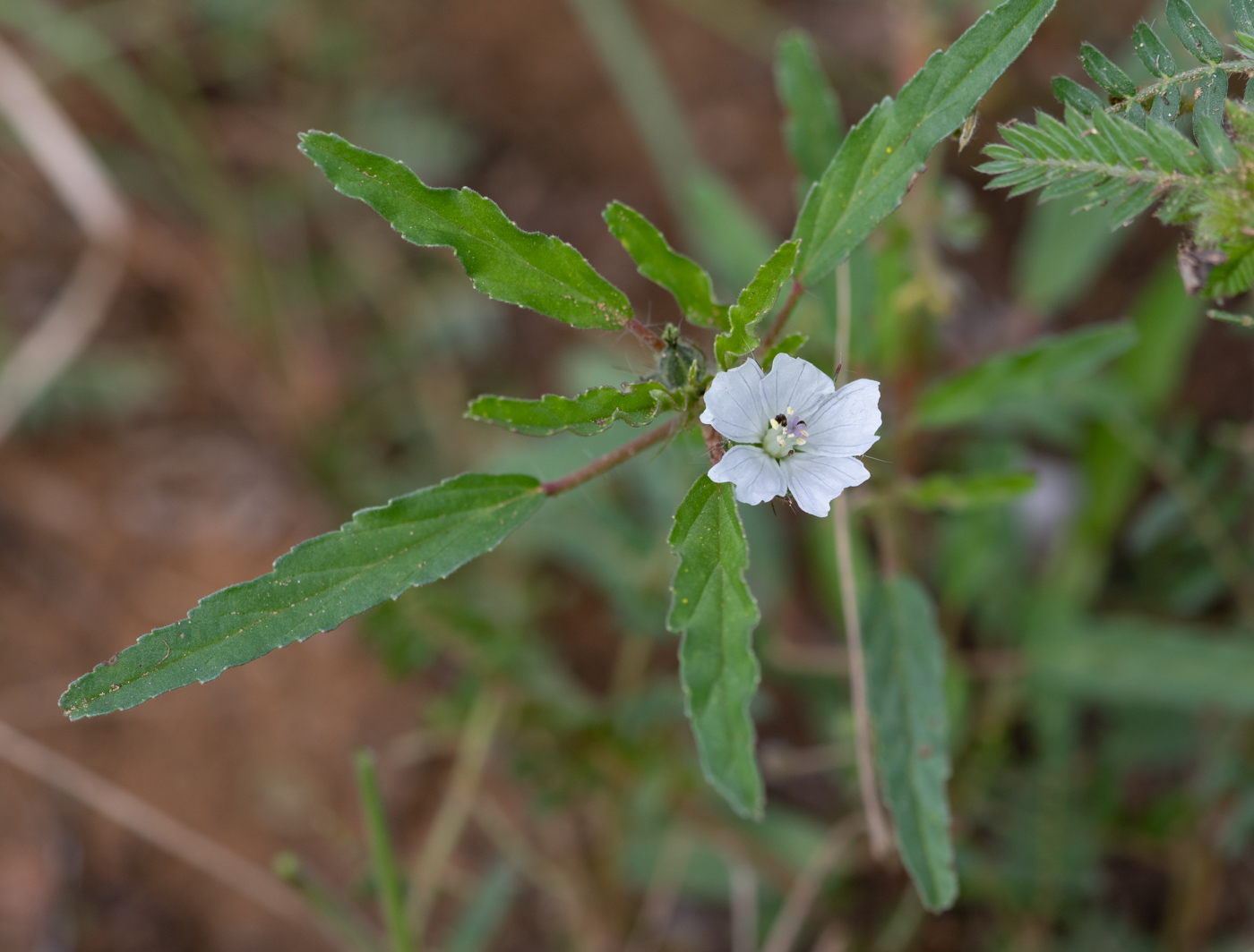 Изображение особи Monsonia angustifolia.