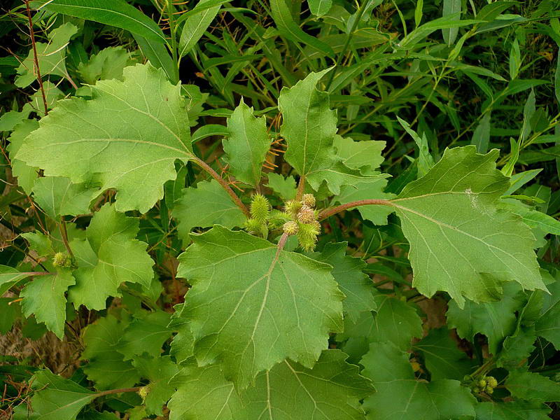 Image of Xanthium orientale specimen.