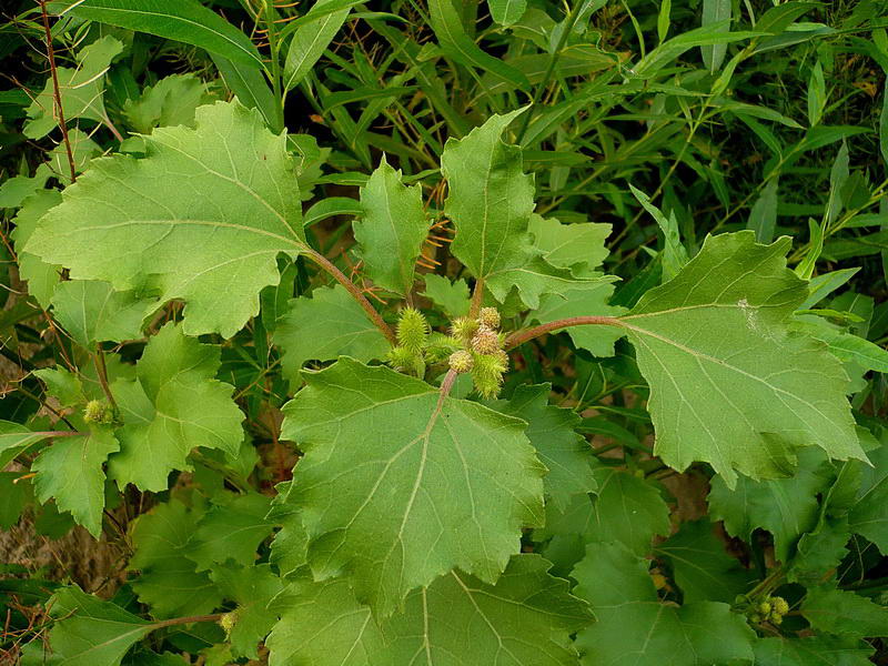 Изображение особи Xanthium orientale.