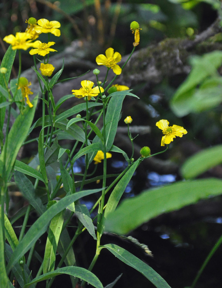 Image of Ranunculus lingua specimen.