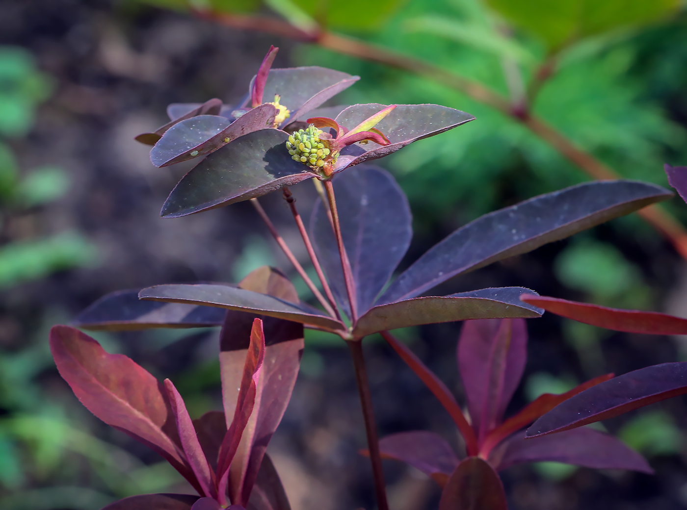 Изображение особи род Euphorbia.