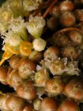Cuscuta campestris