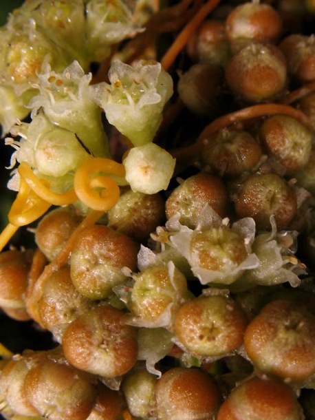 Image of Cuscuta campestris specimen.