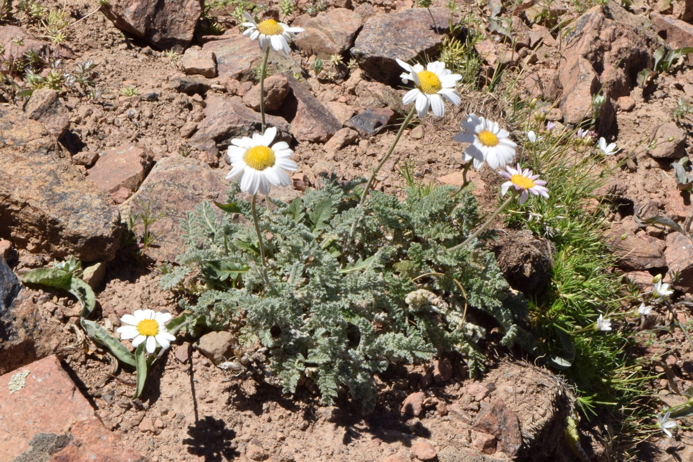 Image of Richteria pyrethroides specimen.