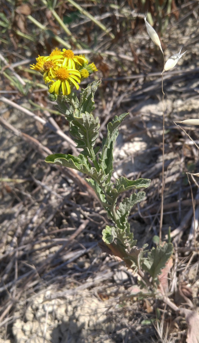 Image of Senecio grandidentatus specimen.