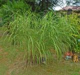 Miscanthus sinensis. Вегетирующее растение. Краснодарский край, г. Сочи, Хостинский р-н, долина р. Мацеста, на территории лечебницы, в культуре. Июль 2020 г.