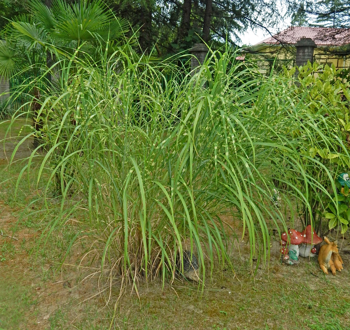 Изображение особи Miscanthus sinensis.