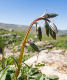 Campanula albovii. Верхушка побега с соцветием в бутонах. Адыгея, Кавказский биосферный заповедник, Абадзешский перевал, ≈ 2000 м н.у.м., субальпийский луг на месте поздно растаявшего большого снежника. 31.08.2019.