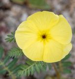 Tribulus zeyheri