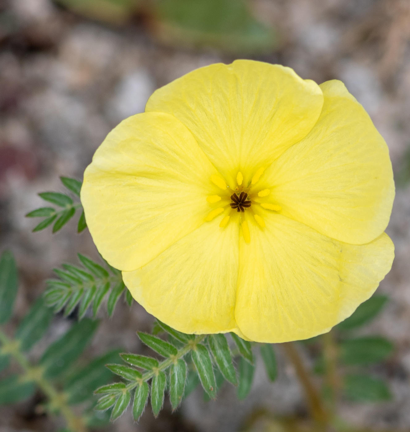 Изображение особи Tribulus zeyheri.