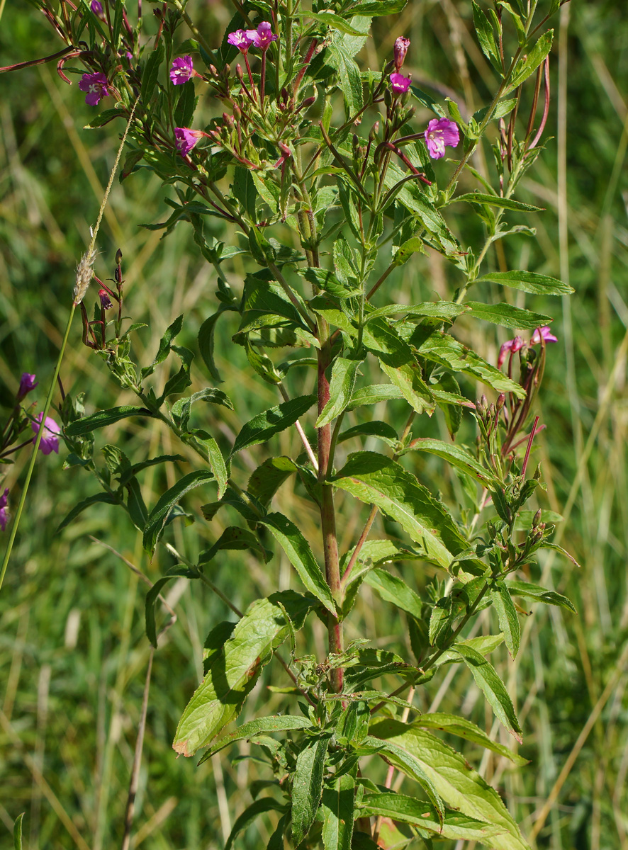 Image of Epilobium hirsutum specimen.