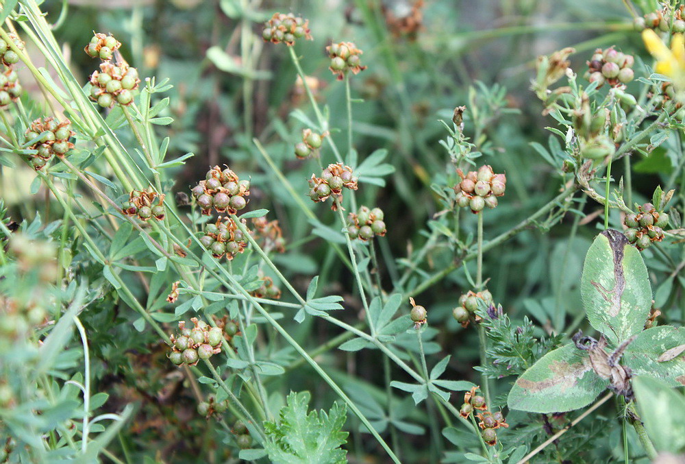 Изображение особи Dorycnium herbaceum.