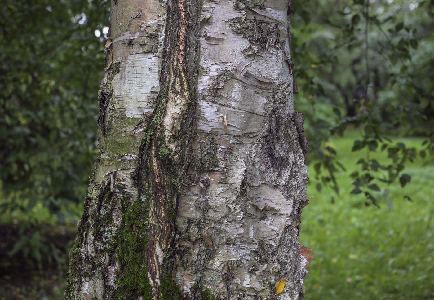 Image of Betula albosinensis specimen.