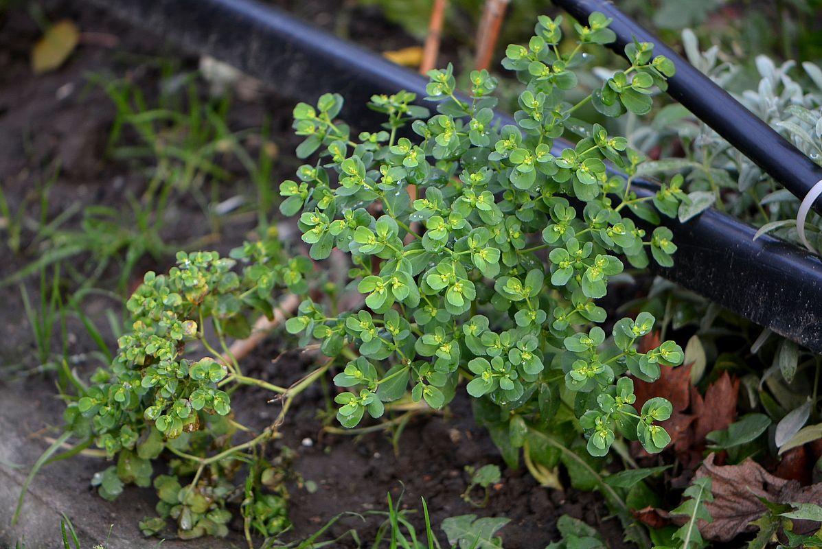 Изображение особи Euphorbia helioscopia.