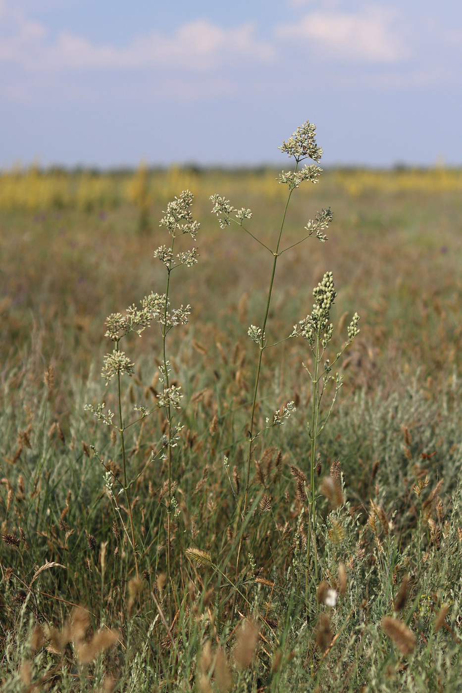 Image of Silene wolgensis specimen.