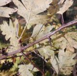 genus Crataegus