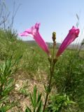 Incarvillea olgae. Верхняя часть побега с соцветием. Таджикистан, Хатлонская обл., Шамсиддин-Шохинский р-н, окр. с. Шуроабад; перевал через хребет Кичик-Тиряй, ≈ 1550 м н.у.м., саванноидное сообщество, эродированный участок. 03.06.2018.
